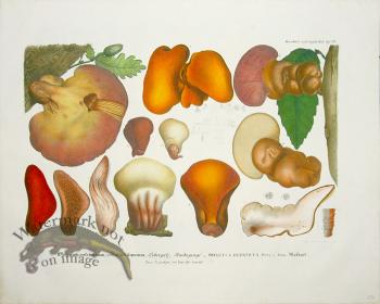 Mushroom Atlas 06